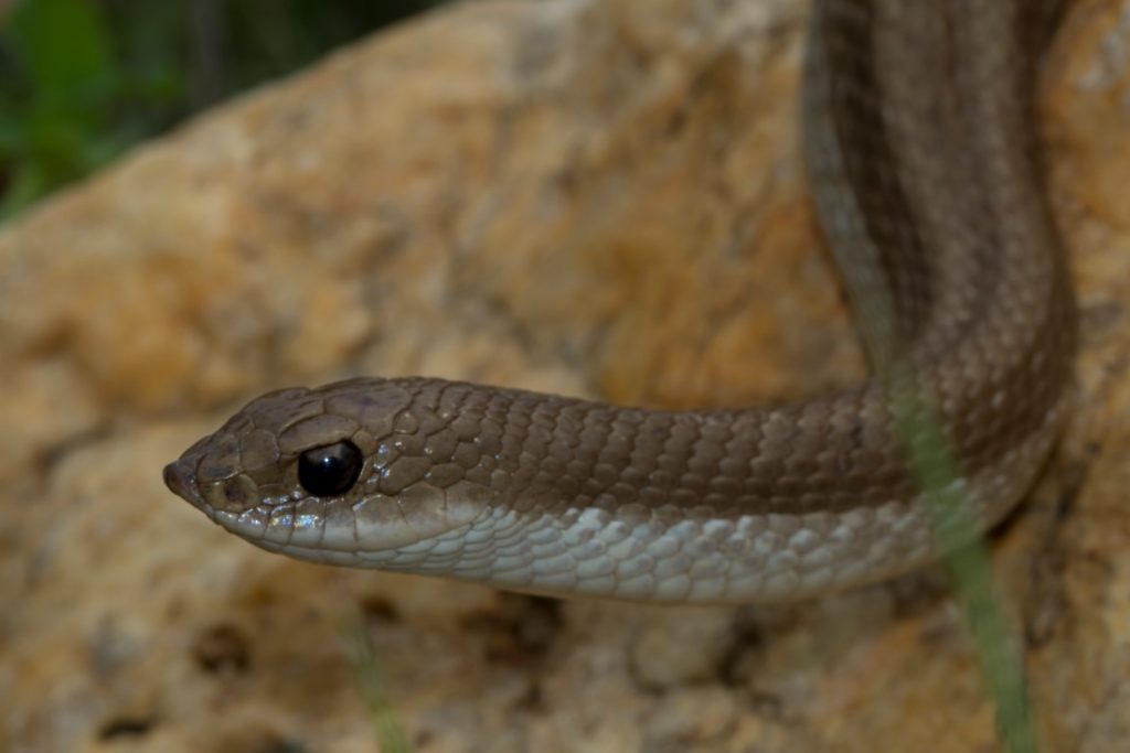 Leioheterodon modestus