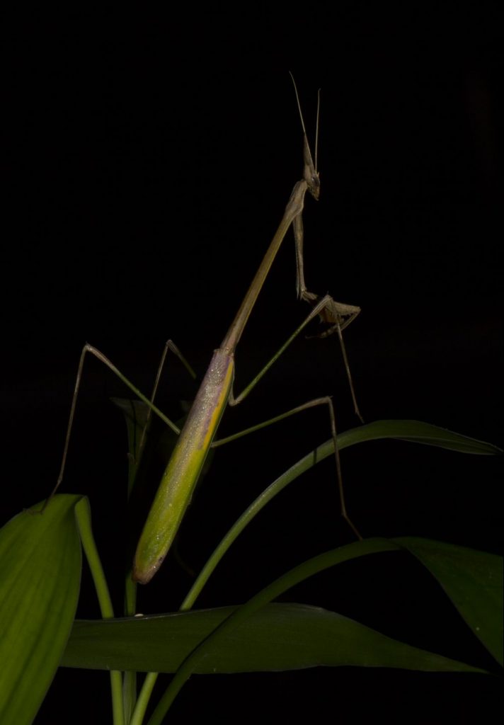 Idolomorpha madagascariensis