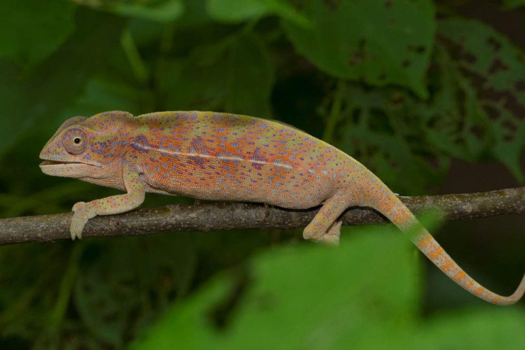 Furcifer major