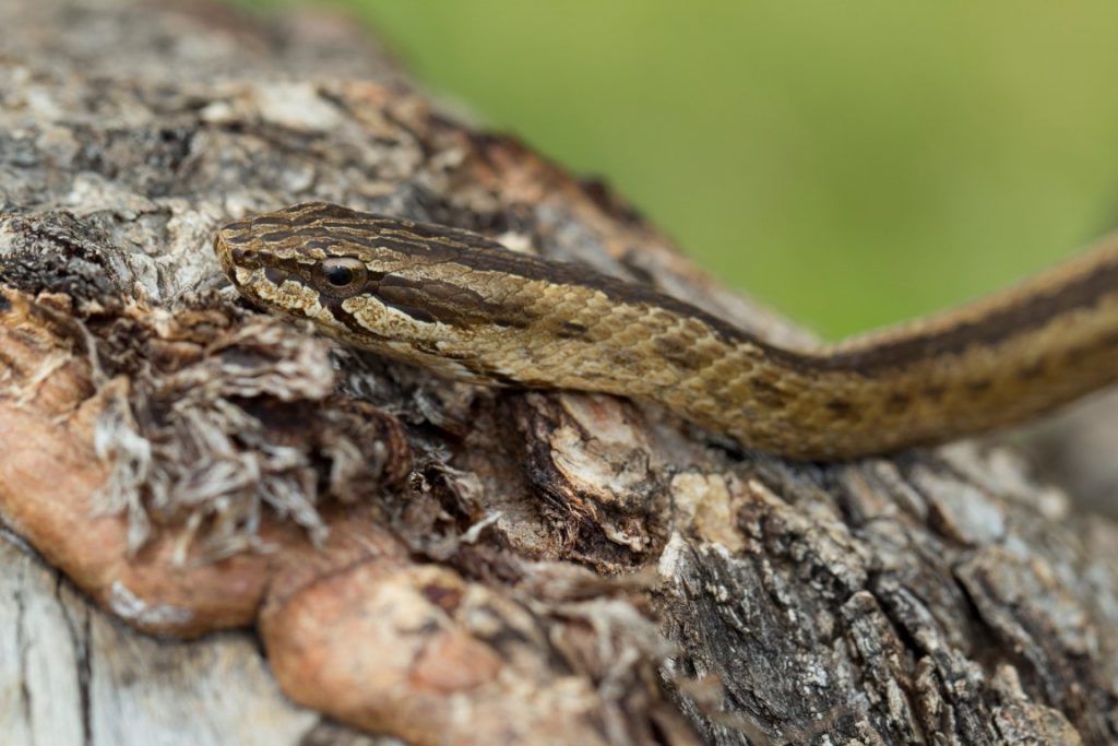 Mimophis mahfalensis