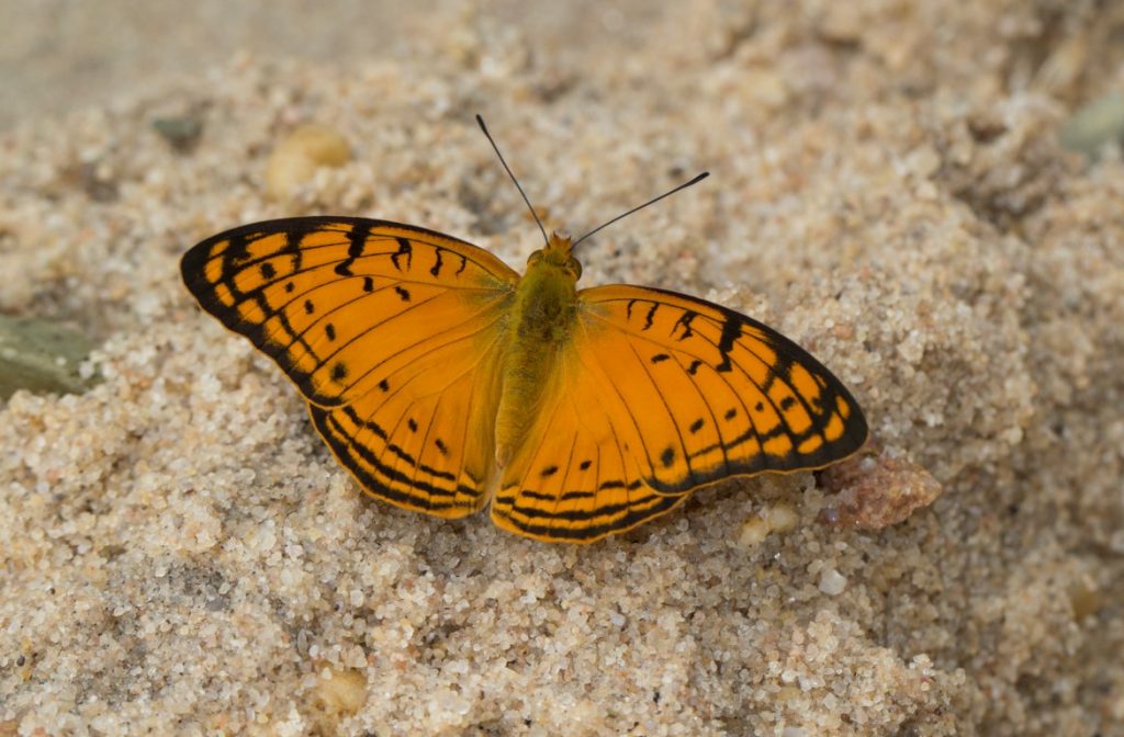 Schmetterling