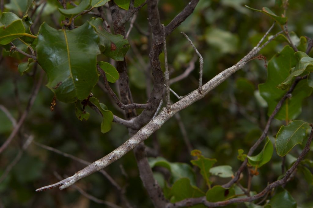 Achrioptera impennis