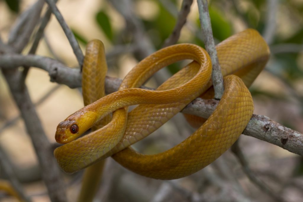 Stenophis variabilis