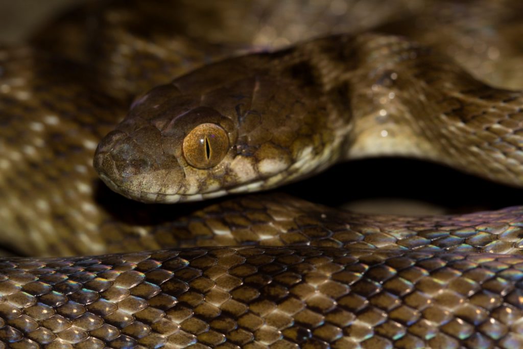 Madagascarophis colubrinus