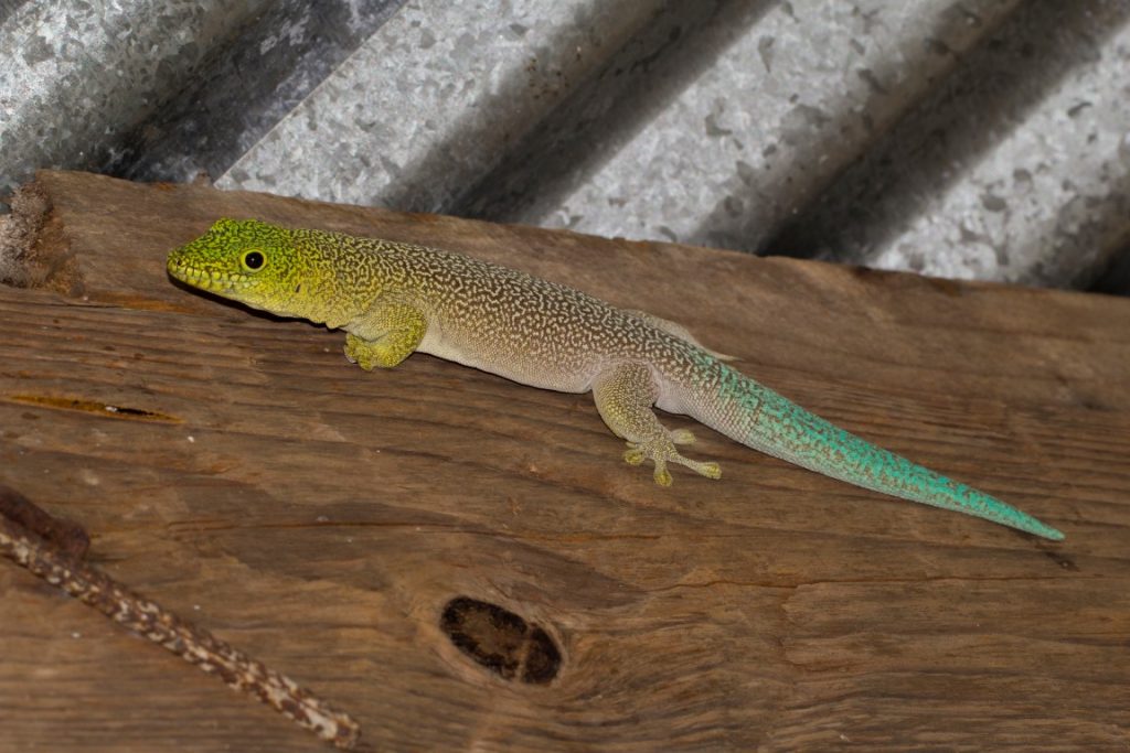 Phelsuma standingi