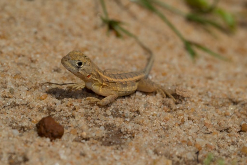 Chalarodon madagascariensis