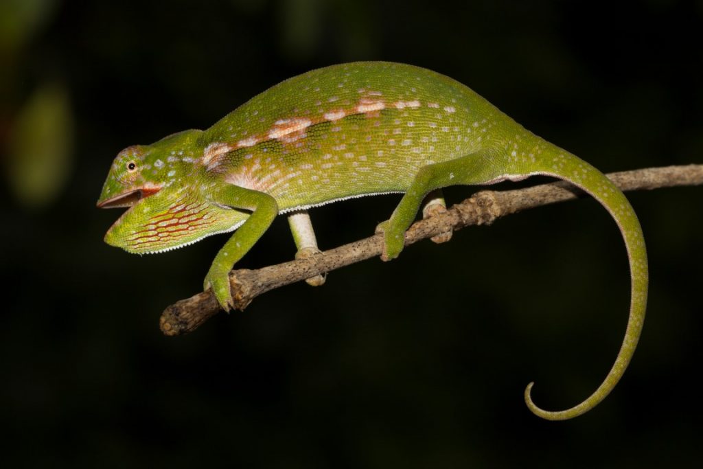 Furcifer major