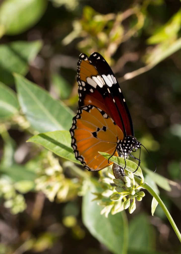 Schmetterling