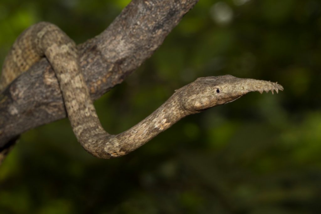 Langaha madagascariensis