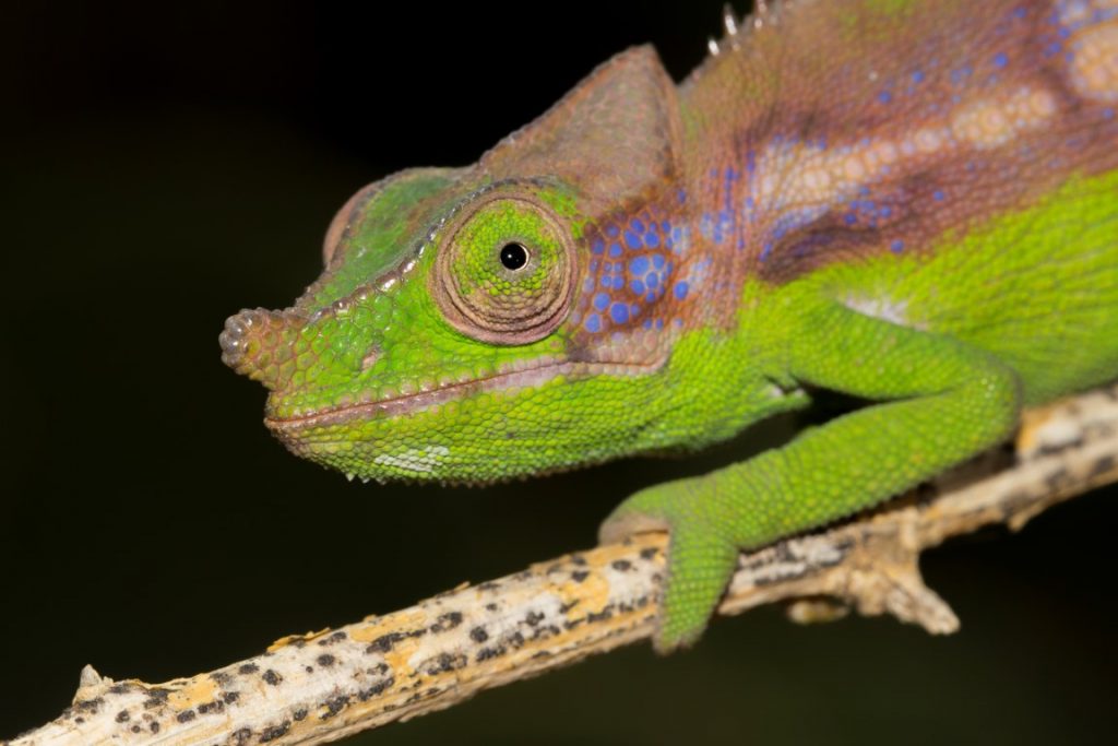 Furcifer antimena