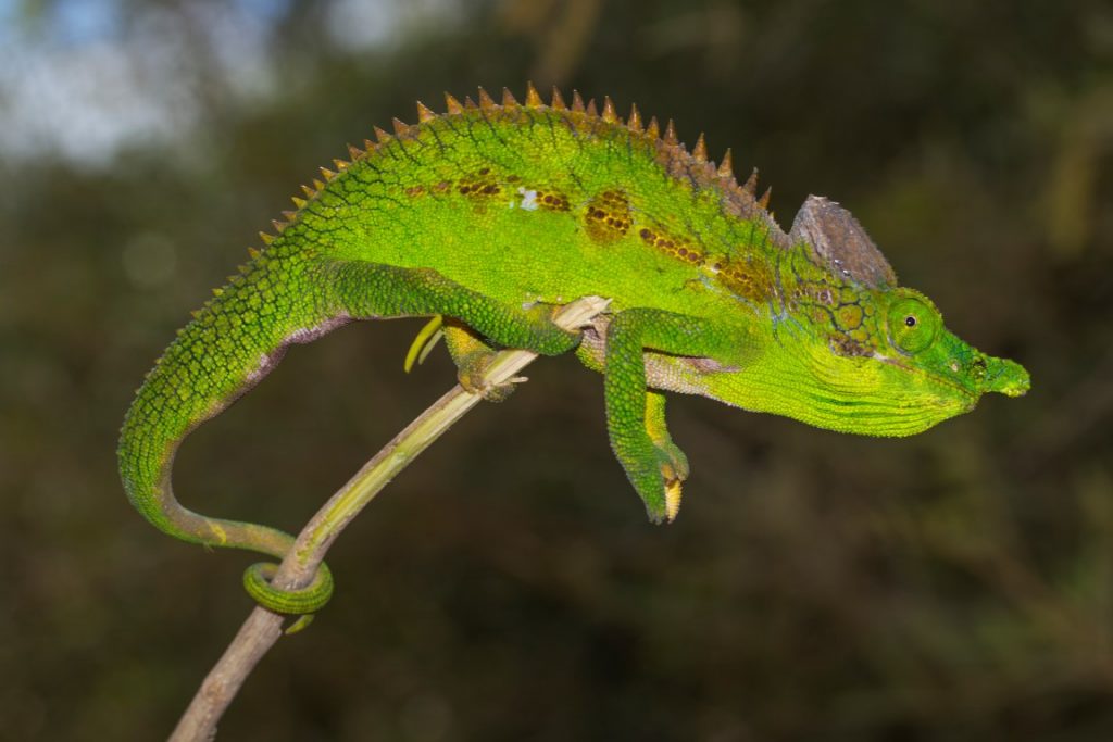 Furcifer antimena