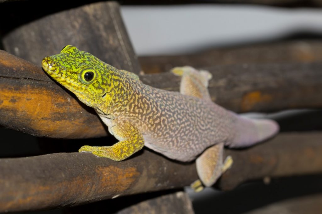 Phelsuma standingi