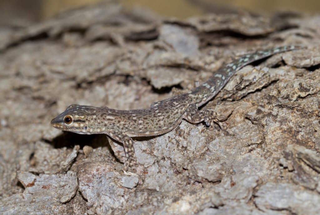 Phelsuma mutabilis