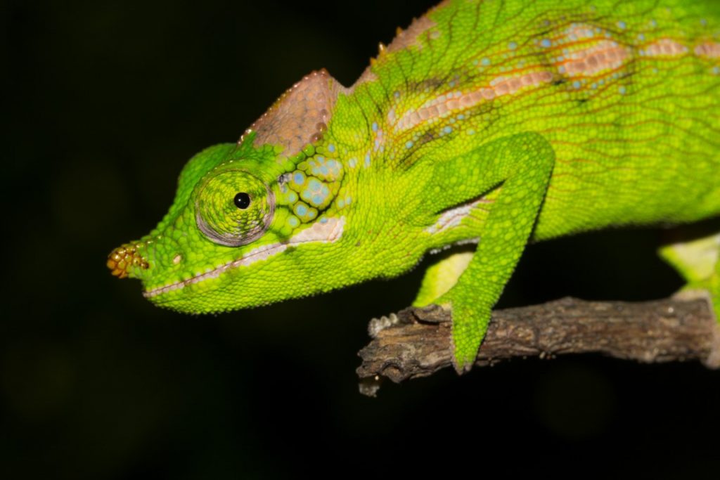 Furcifer antimena