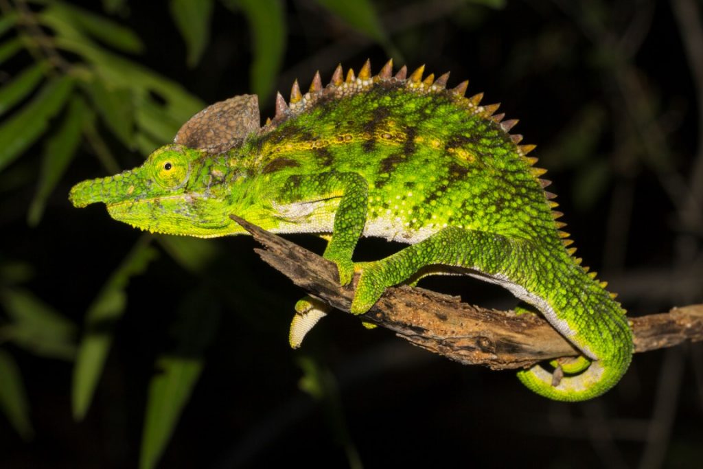 Furcifer antimena