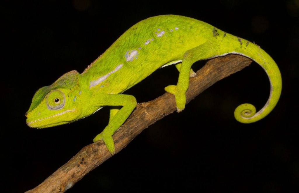 Furcifer belalandaensis