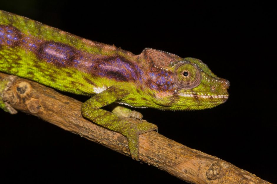 Furcifer antimena