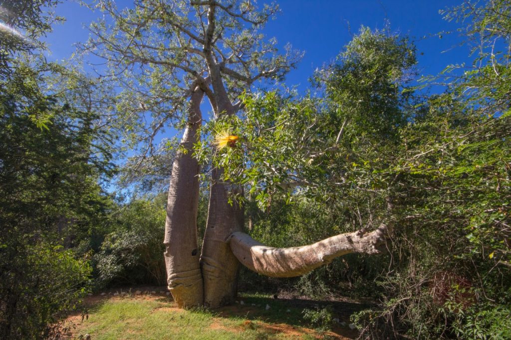 Adansonia rubrostipa