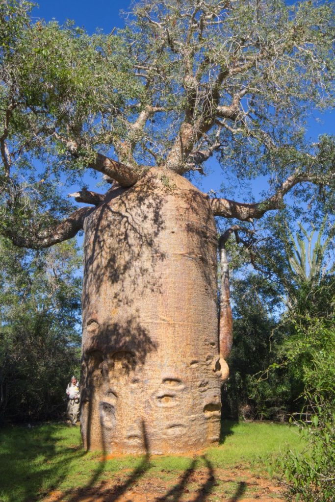 Adansonia rubrostipa