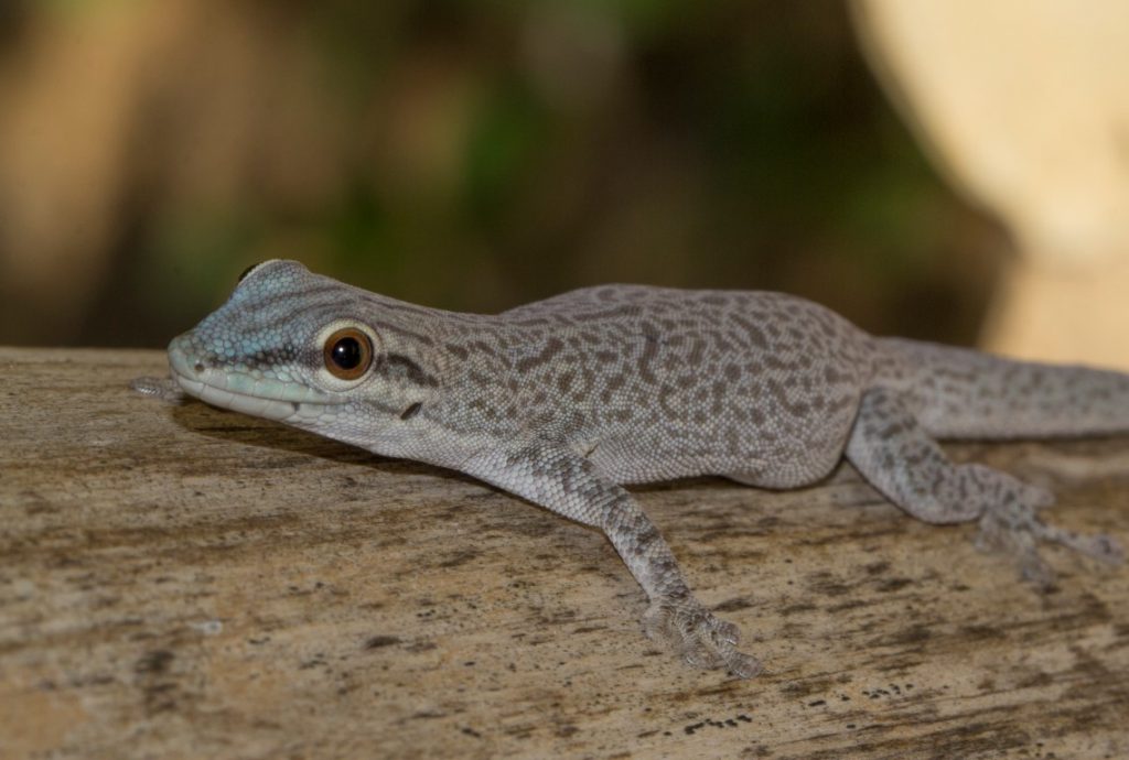 Phelsuma mutabilis