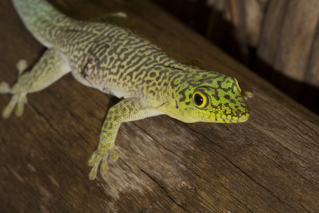 Phelsuma standingi