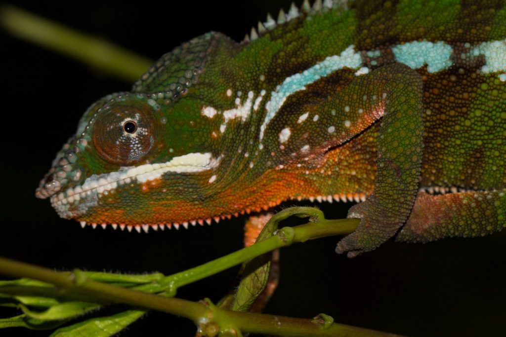 Furcifer pardalis