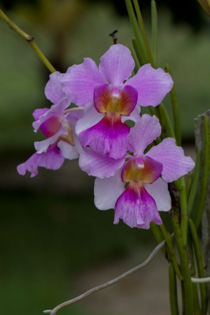 Orchidee