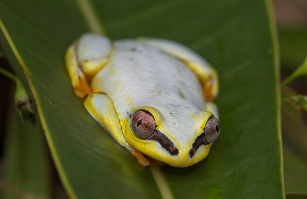 Heterixalus madagascariensis