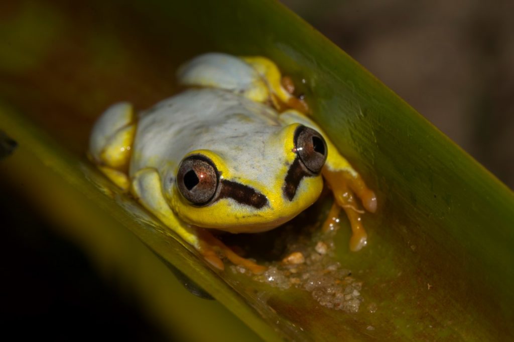 Heterixalus madagascariensis