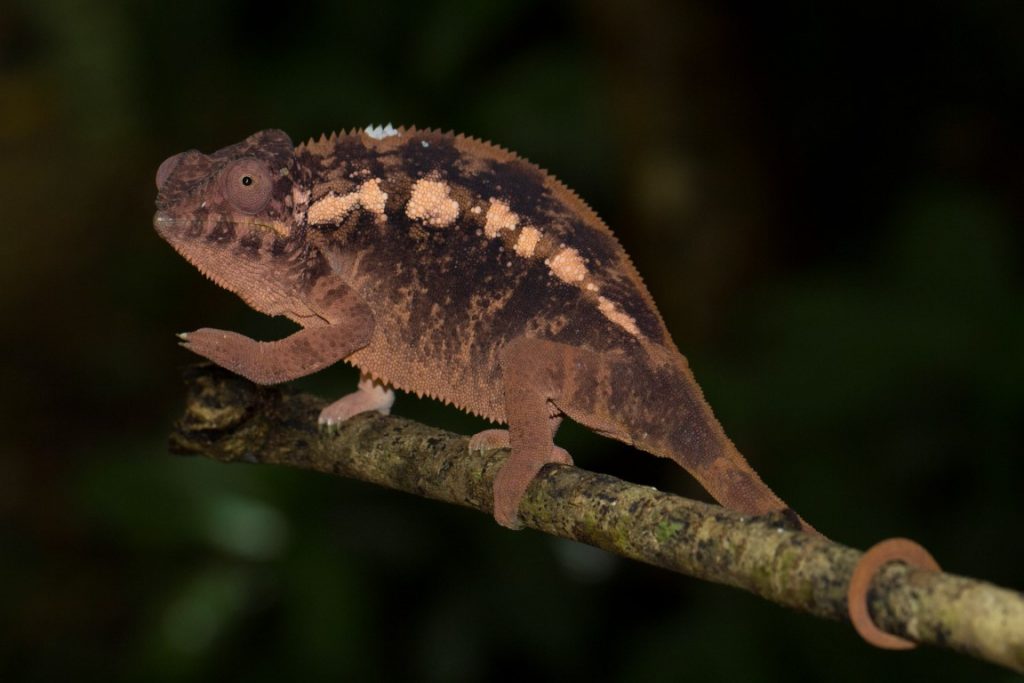 Furcifer pardalis