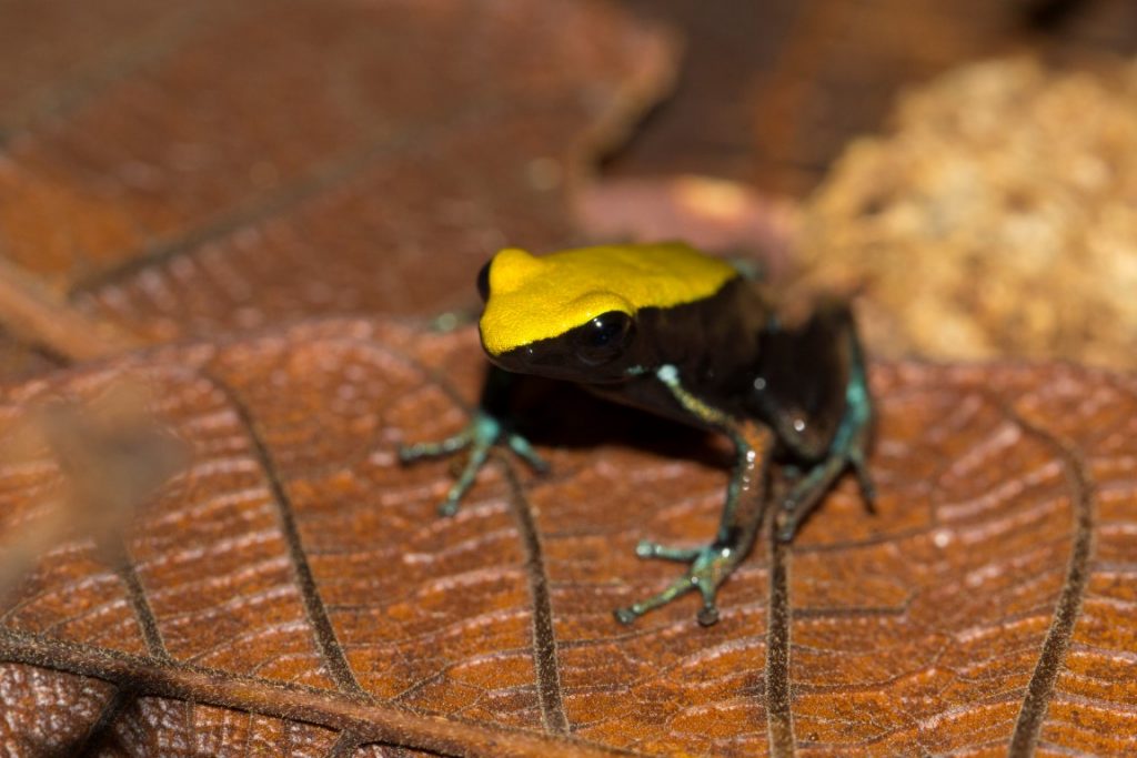 Mantella laevigata