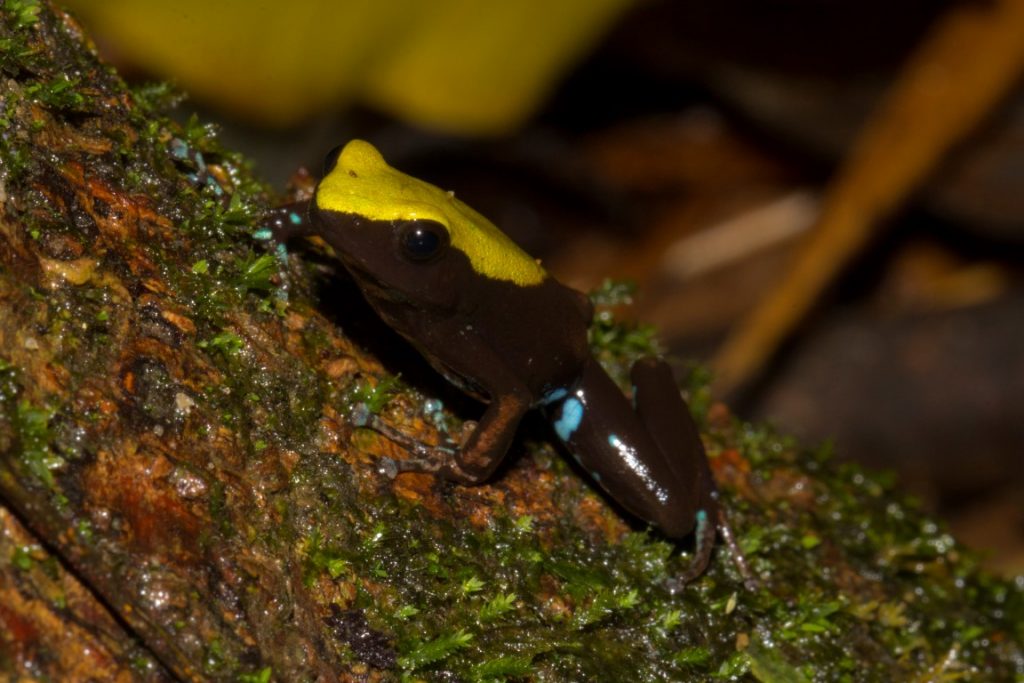 Mantella laevigata