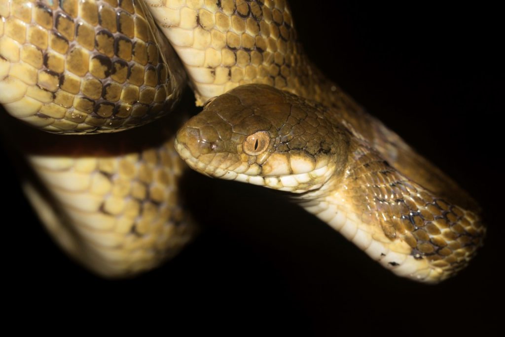 Madagascarophis colubrinus