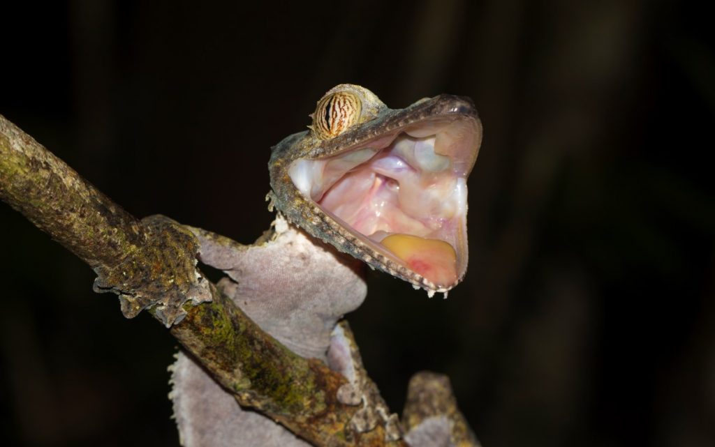 Uroplatus fimbriatus