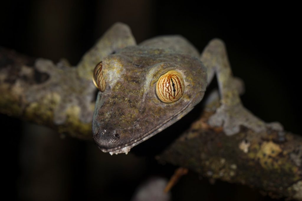 Uroplatus fimbriatus