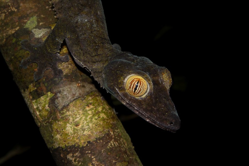 Uroplatus fimbriatus