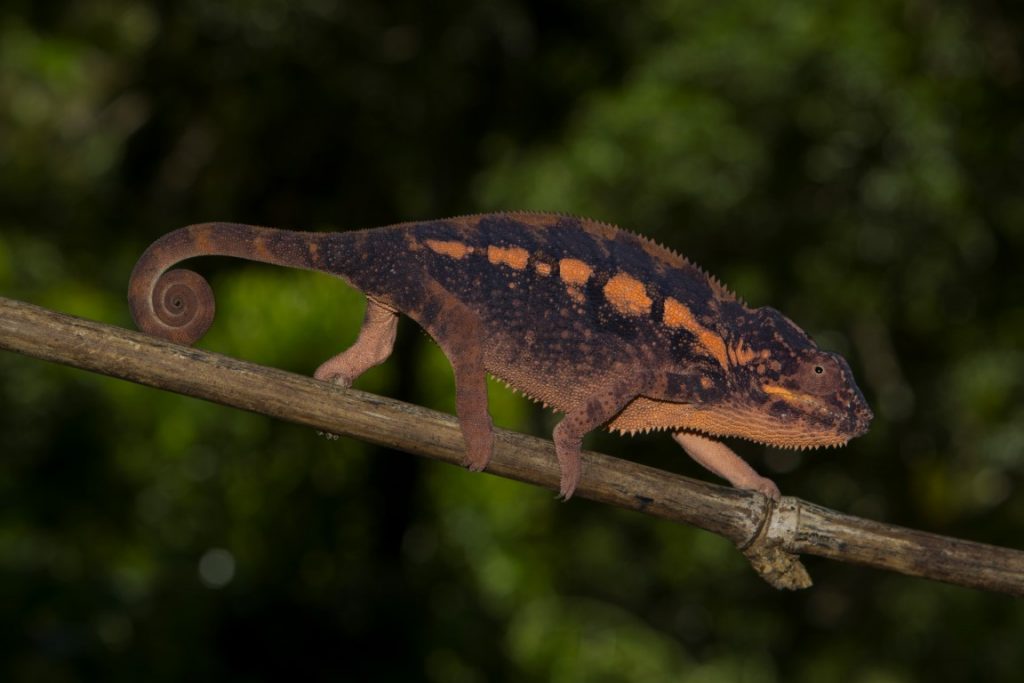 Furcifer pardalis