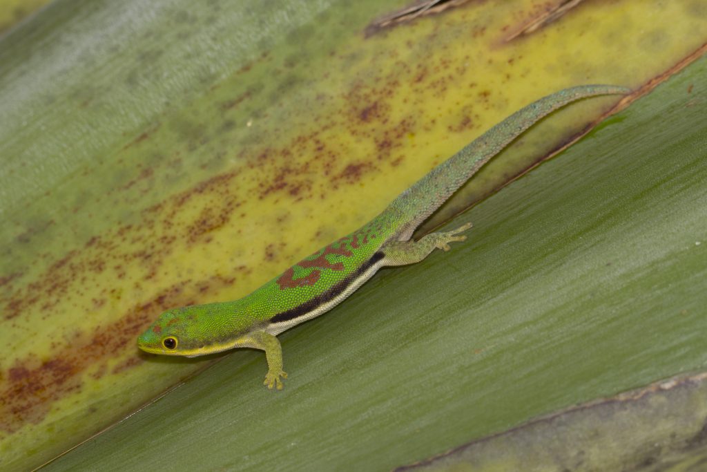 Phelsuma lineata