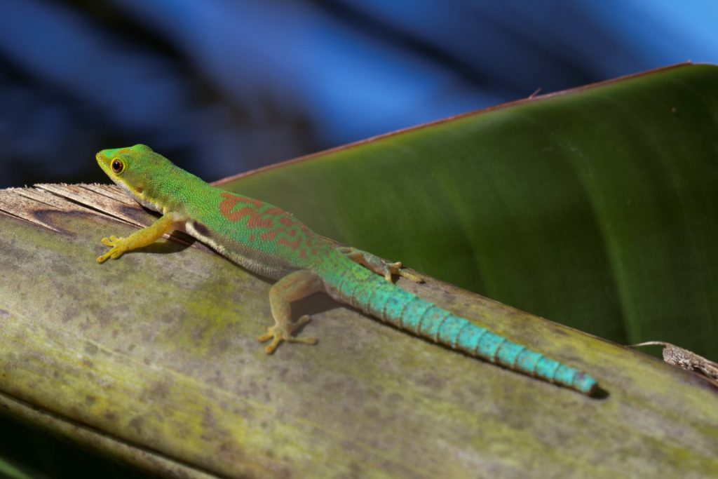 Phelsuma lineata