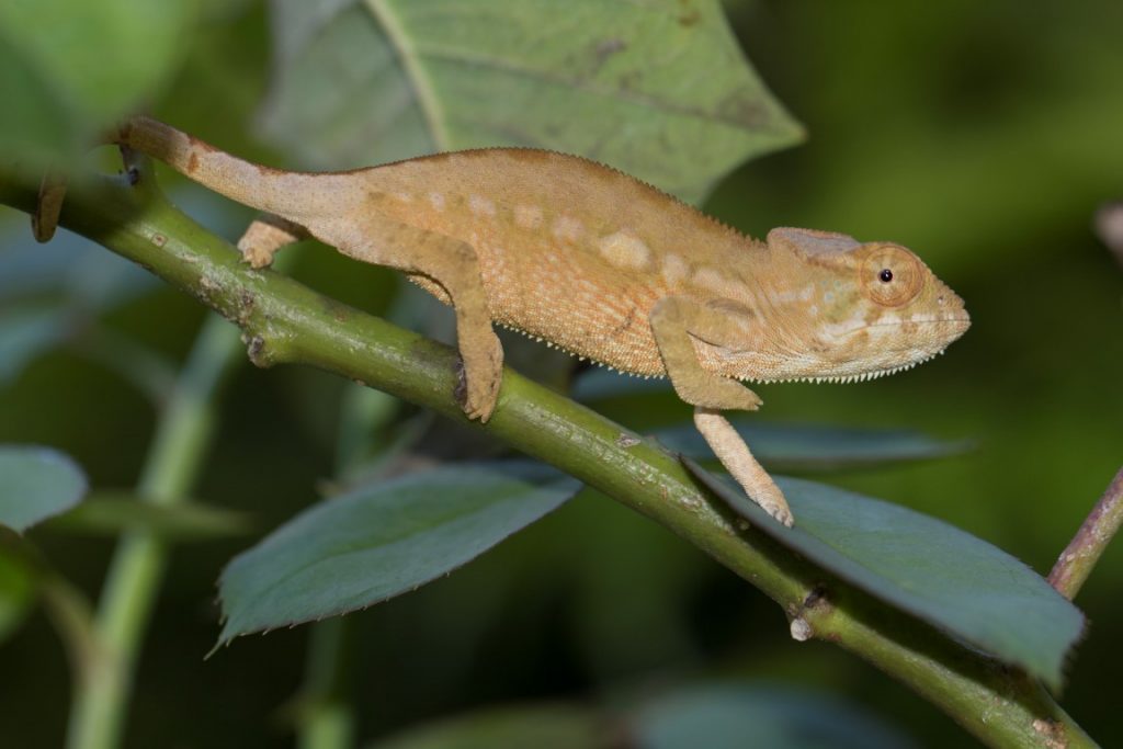 Furcifer pardalis