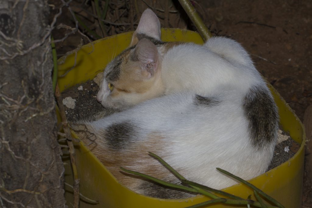 Katzen in Sambava