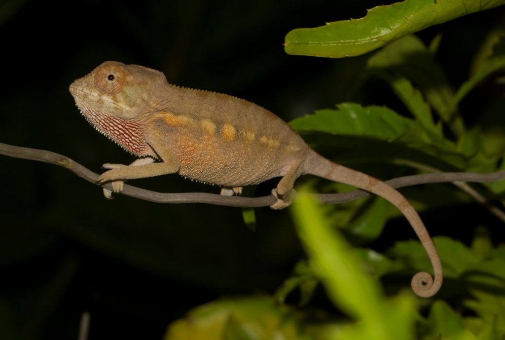 Furcifer pardalis