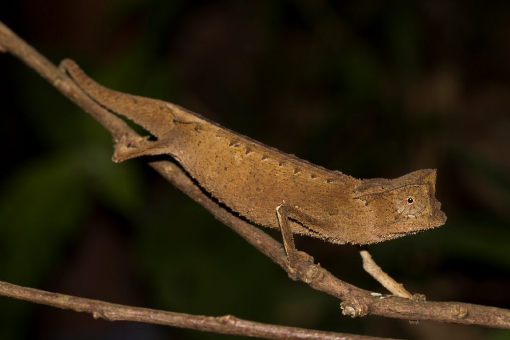 Brookesia griveaudi