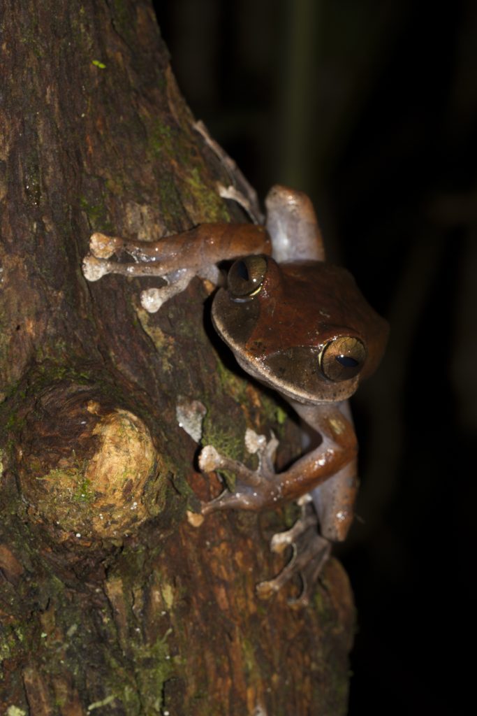 Boophis madagascariensis