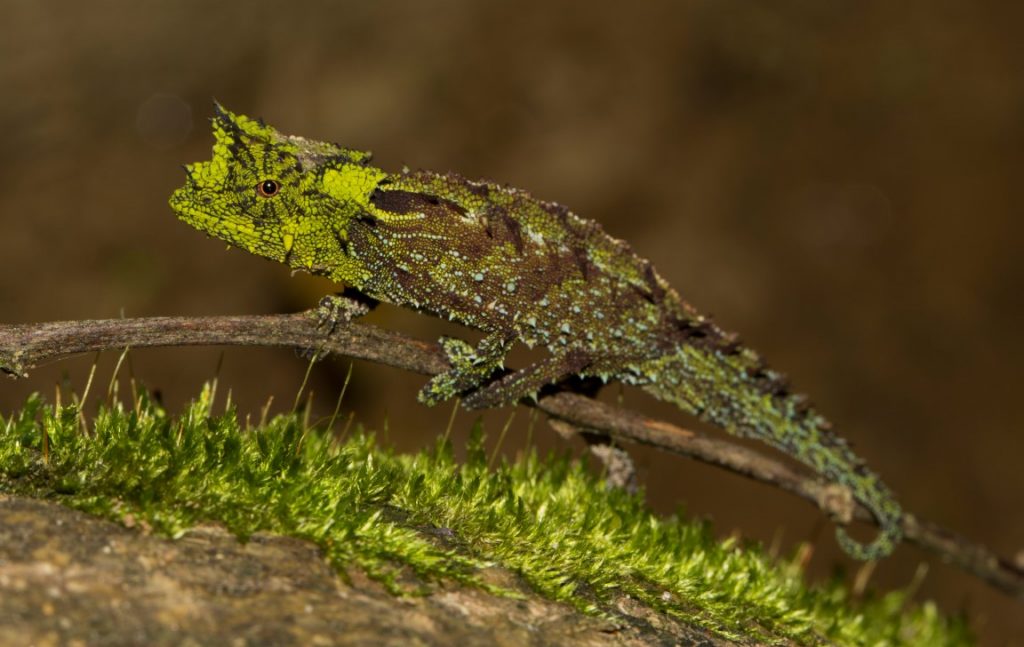 Brookesia vadoni