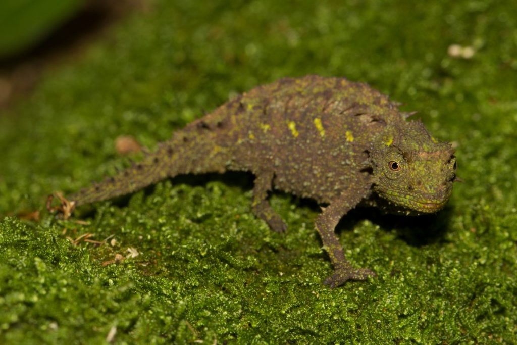 Brookesia vadoni