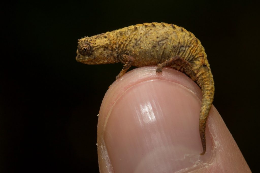 Brookesia karchei