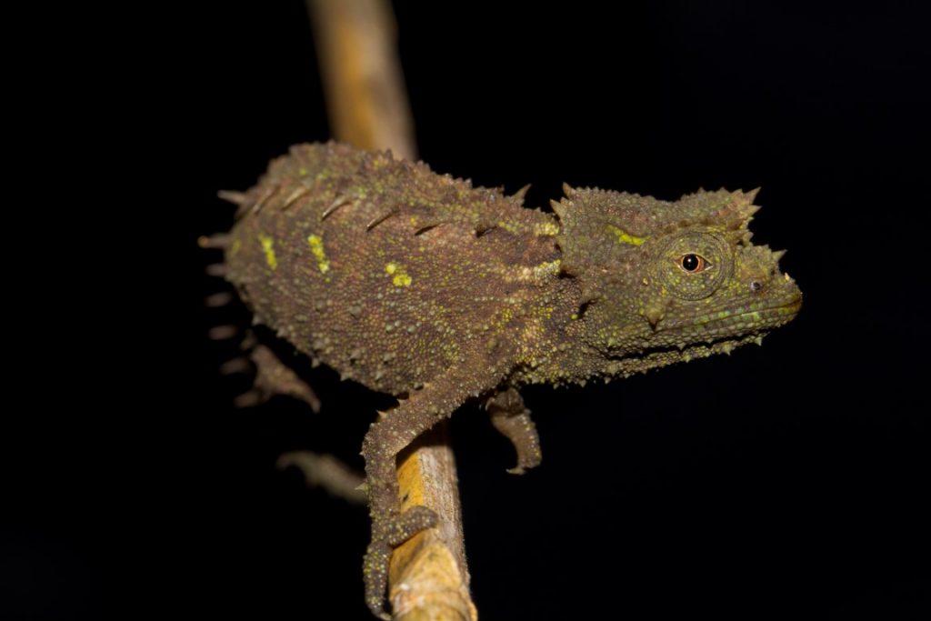 Brookesia vadoni