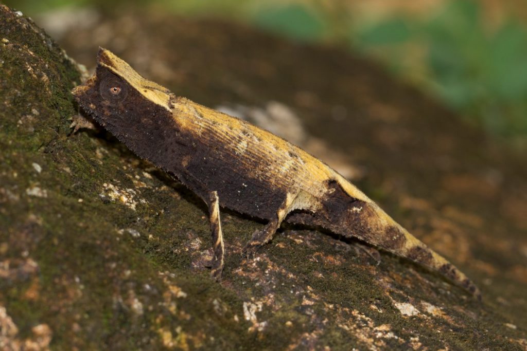 Brookesia griveaudi