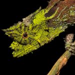 Brookesia vadoni